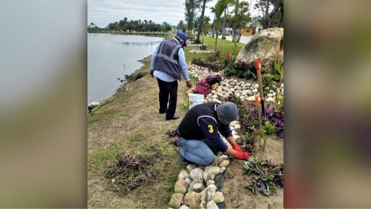 Continúan en Madero impulsando acciones de reforestación