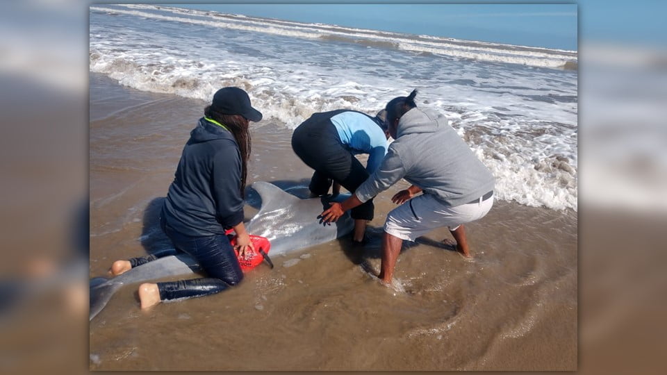 Otro delfín queda varado en playa de Matamoros, es detectado enfermo