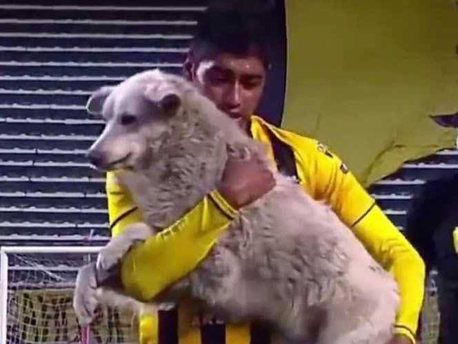 Perrito roba tenis de futbolista y él decide adoptarlo