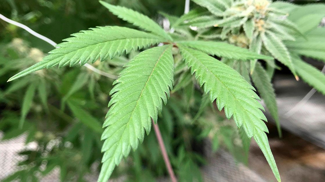 Avalan diputados, en lo general, despenalización y regulación del uso lúdico de la mariguana