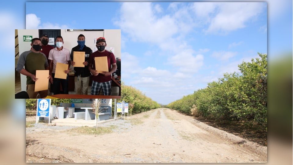 Tamaulipecos calificados retornan a granjas de Estados Unidos para laborar en la pisca de tomate