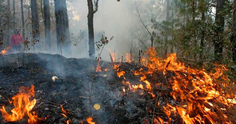 Van 200 hectáreas de sierra siniestradas por incendios forestales en Tamaulipas
