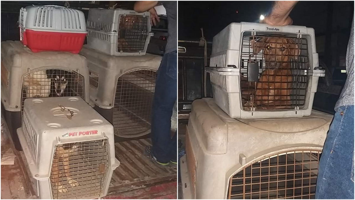 Rescatan a perritos  que cayeron en canibalismo y estaban abandonados en Madero