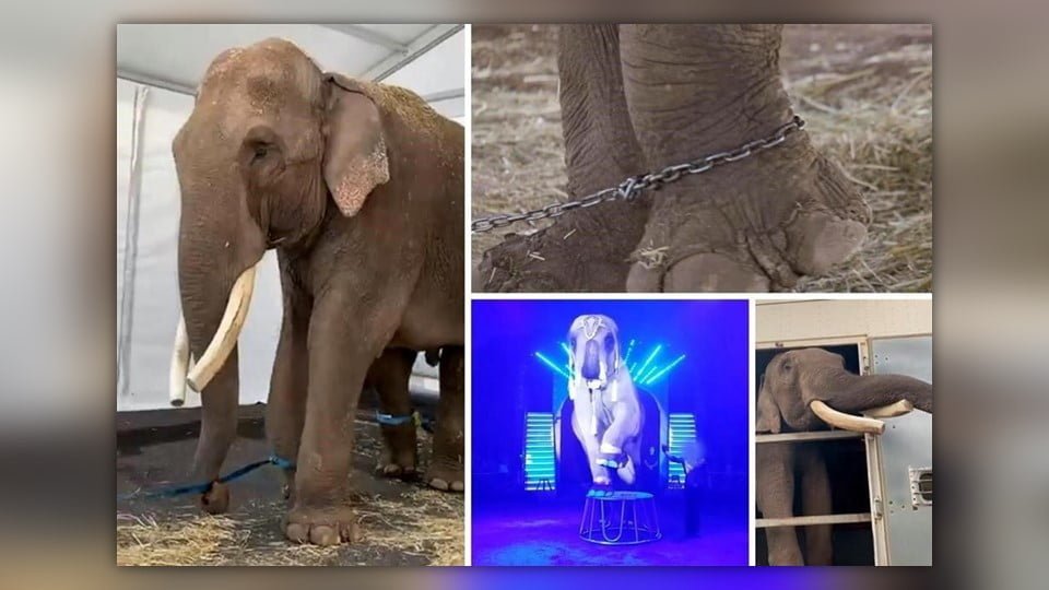 Liberan a Big Boy, el elefante de circo que vivía encadenado en Jalisco