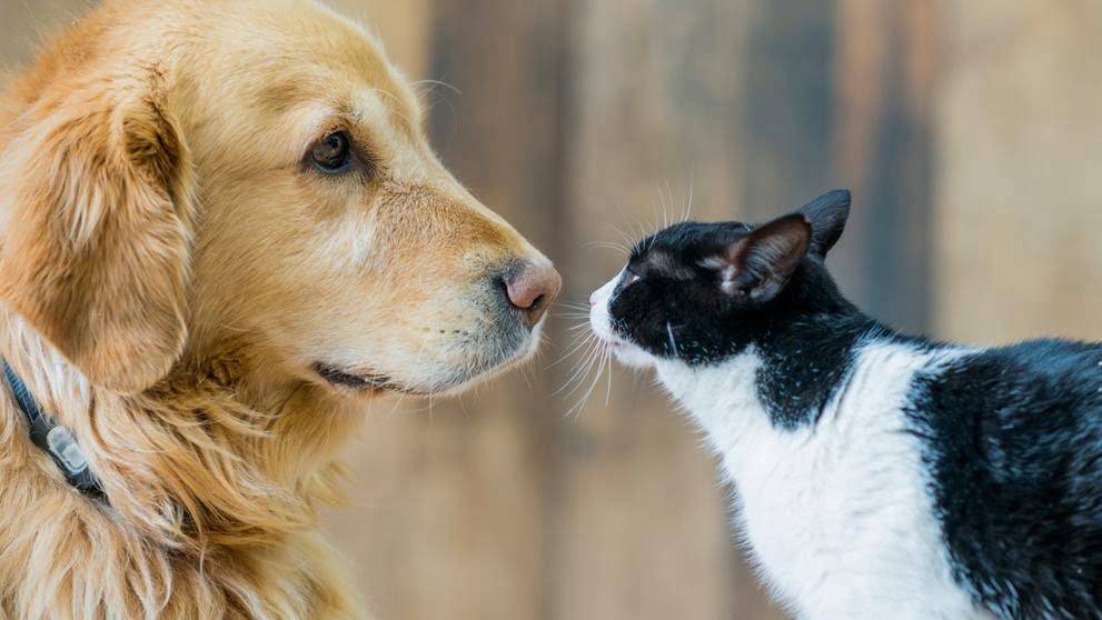 Envenenamiento masivo de gatos y perros en Altamira; ya tienen identificados a los responsables