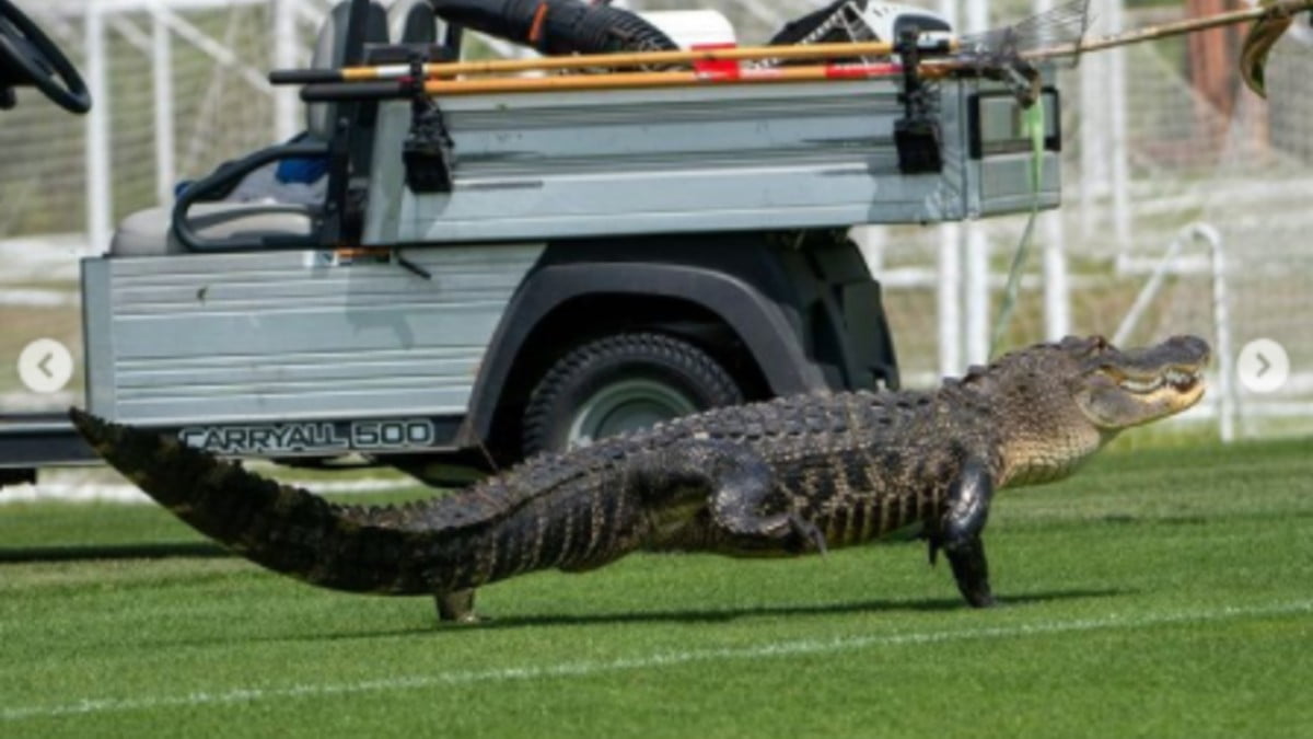 Cocodrilo se cuela a entrenamiento del Toronto FC