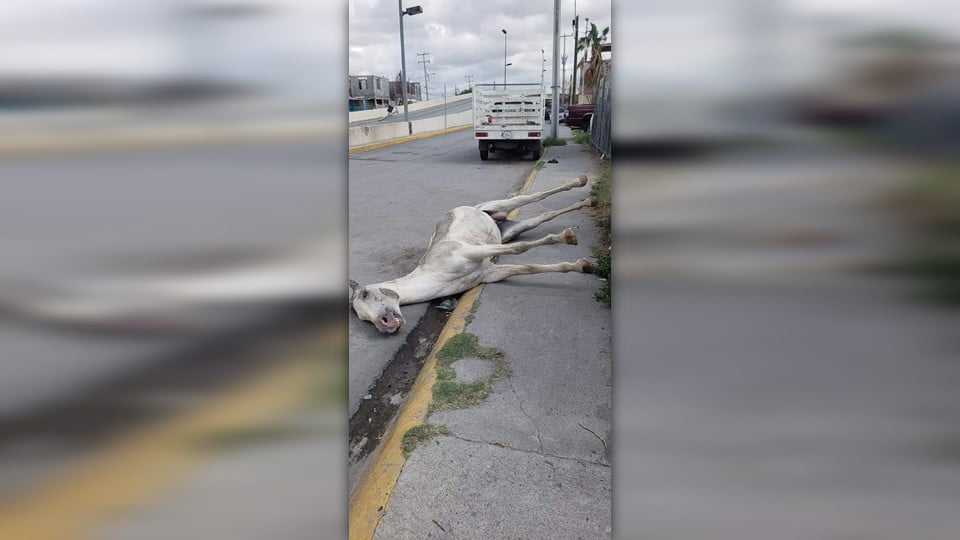Aparece caballo muerto en calles de Nuevo Laredo.