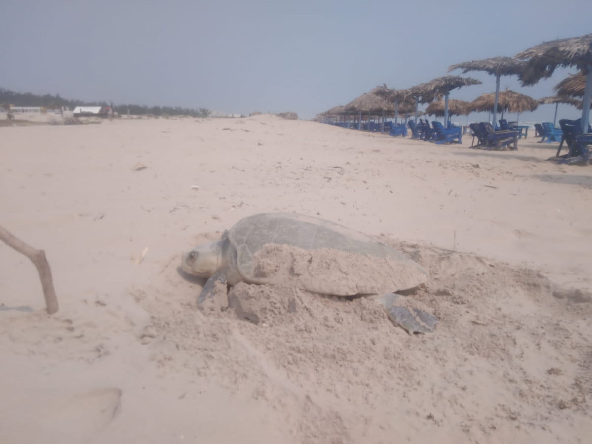 Inicia arribo de tortuga Lora para desovar en playa Miramar; bañistas las molestan