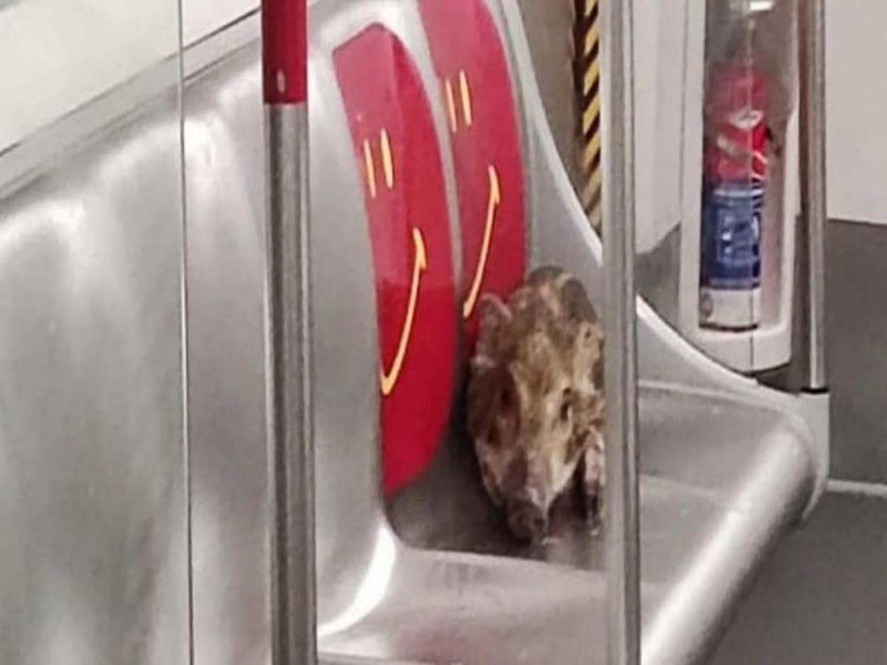 Jabalí bebé se sube al metro en Hong Kong y pasea por los vagones