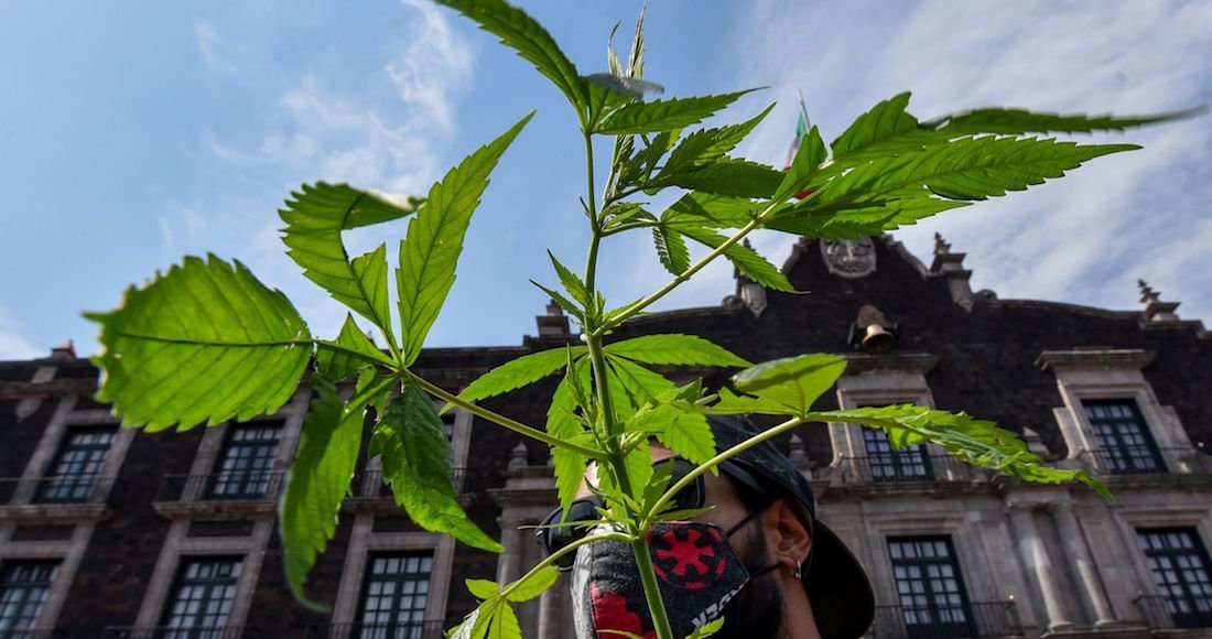 Suprema Corte elimina la prohibición del uso lúdico de la marihuana