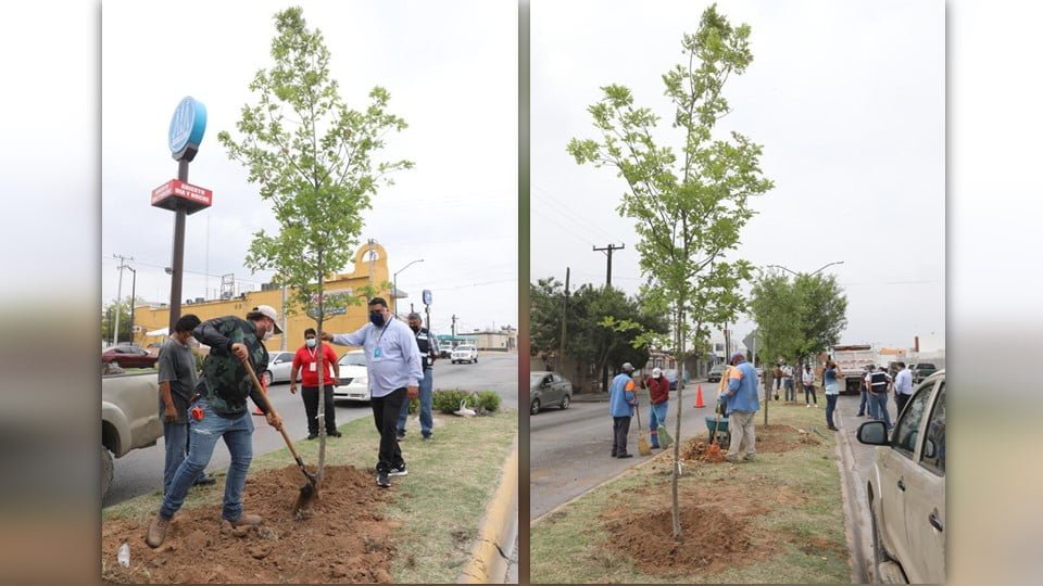Anuncia municipio que plantarán un centenar de árboles en diferentes sectores de Nuevo Laredo
