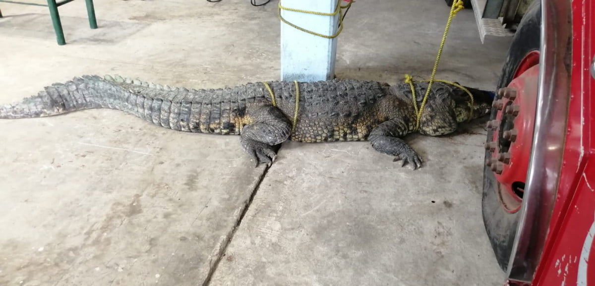 Capturan a cocodrilo que atacó y mató a mujer en Laguna del Carpintero