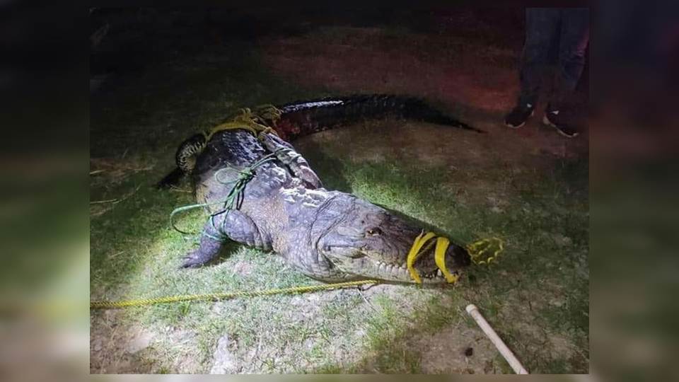 No hay sobrepoblación de Cocodrilos en el Carpintero, pero se buscará reubicar los animales más grandes