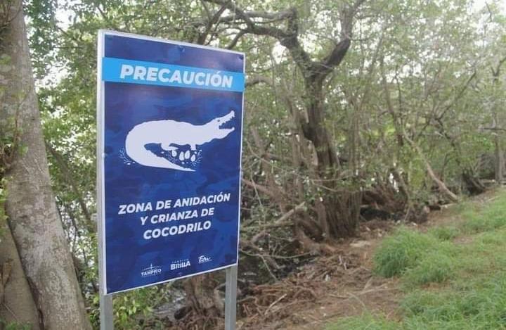 Personal encargado de la limpieza en la laguna del Carpintero susceptible a ataques de cocodrilos; reforzaron sus medidas de seguridad