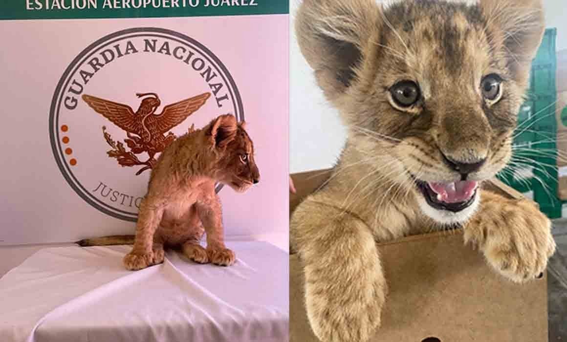 Rescata Guardia Nacional a cachorra de león africano en aeropuerto de Ciudad Juárez