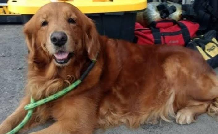 Muere «Alondra», la perrita rescatista de Altamira