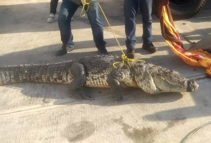 Cocodrilos de Tampico podrían ser reubicados a la Presa Vicente Guerrero de Padilla