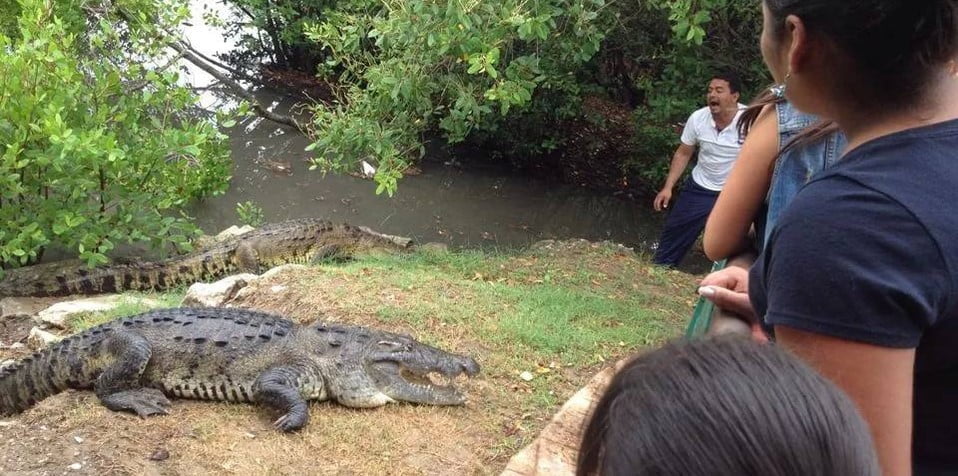 Proponen multas y arrestos a quienes invadan hábitat de cocodrilos