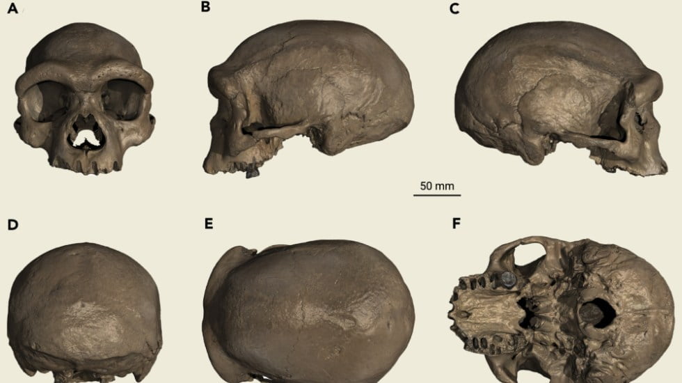 Cráneo de Harbin es una nueva especie humana, ¿la más cercana a nosotros?