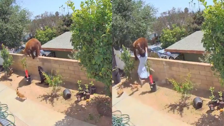 Mujer se enfrenta a osa con cachorros para salvar a sus perros