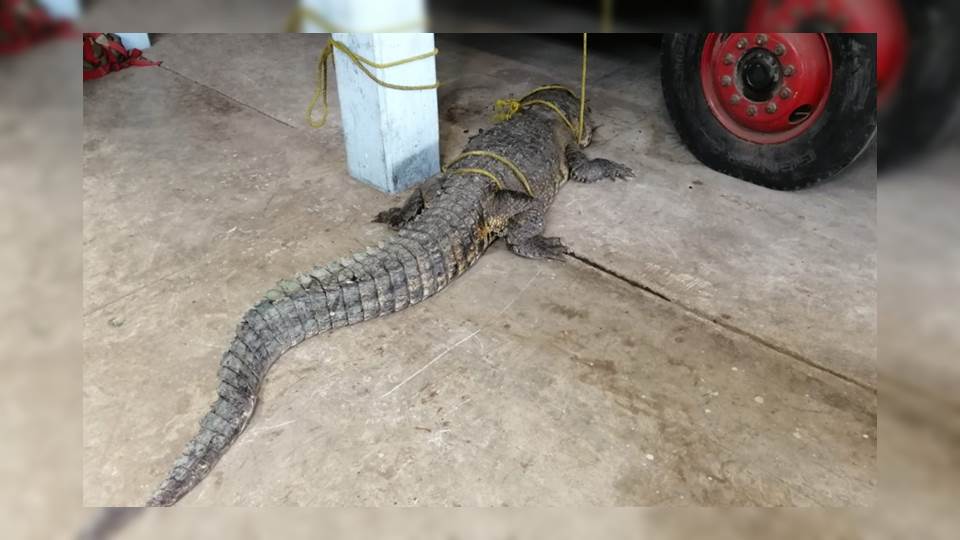 Reubicarán a cocodrilos de gran tamaño de la laguna del Carpintero