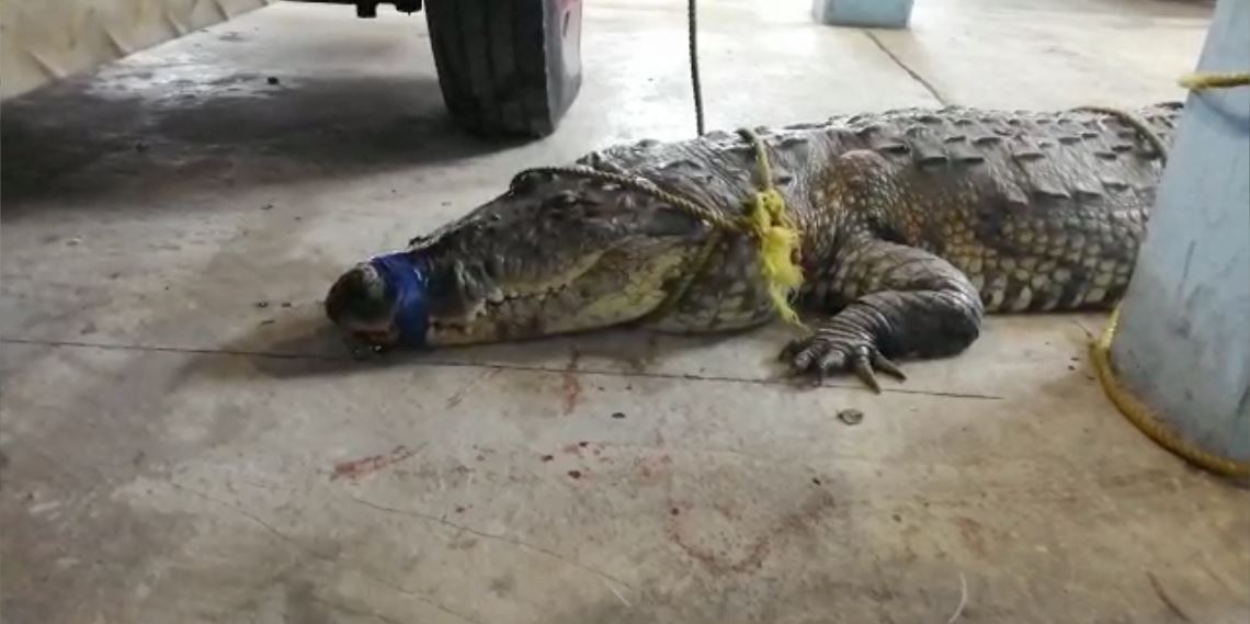 Piden que cocodrilo que atacó a mujer sea liberado