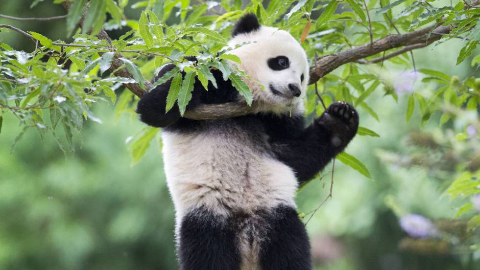 China saca a los pandas de la lista de animales en peligro de extinción