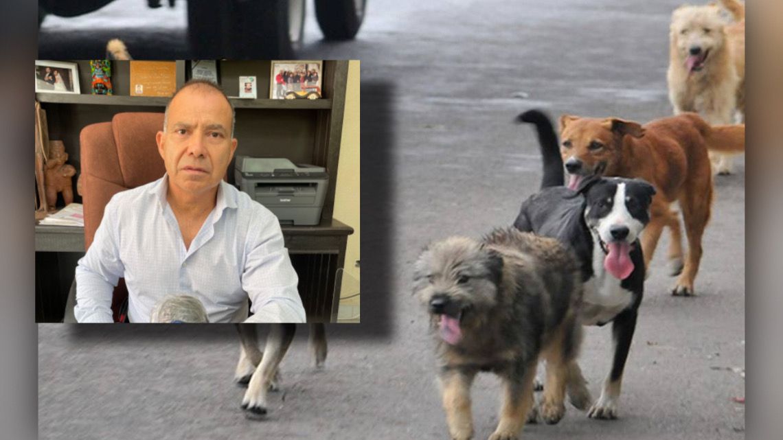 Pese a casos de maltrato animal, no hay sanciones