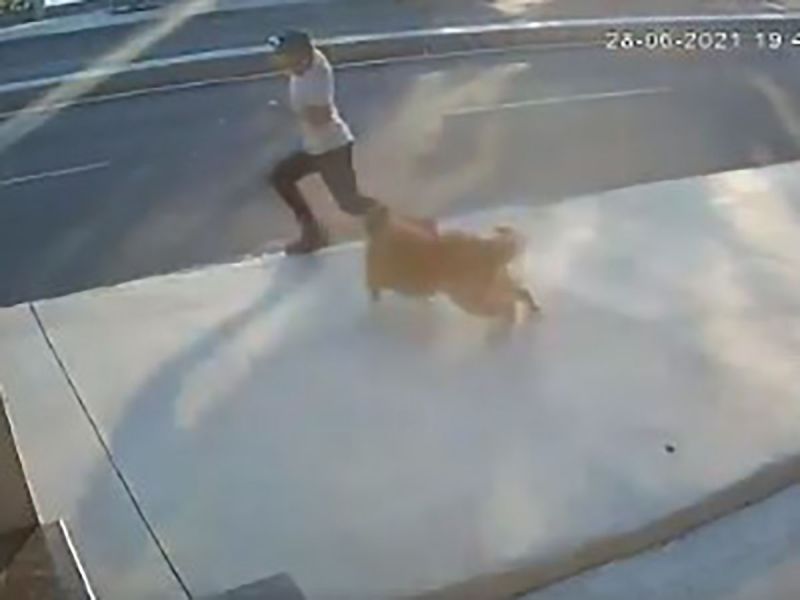 Perrito callejero provoca terrible accidente, hombre casi muere atropellado