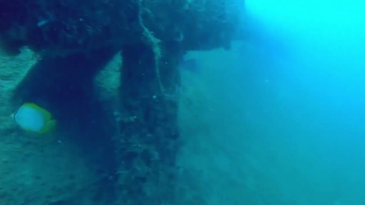 Arrecife artificial frente a Playa Miramar ya tiene presencia de peces