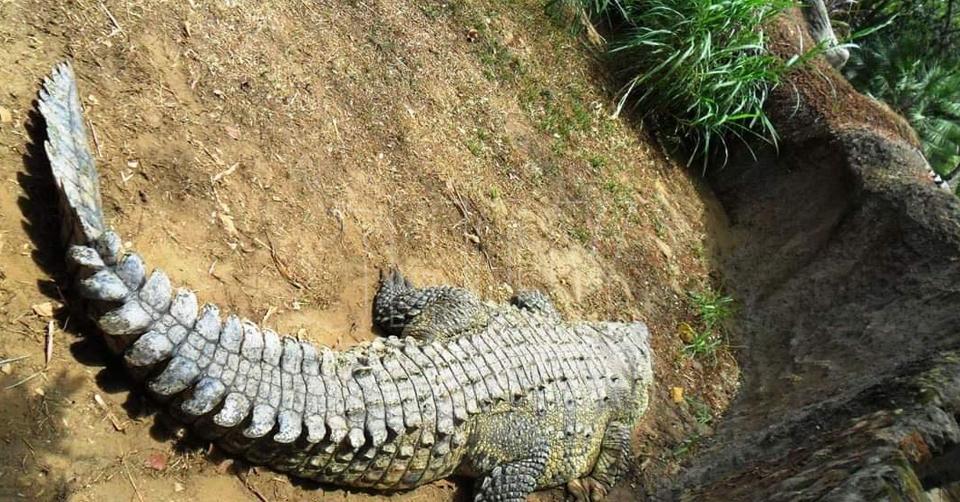 Nuevo ataque de Cocodrilo ahora en Altamira, niño y su padre son mordidos
