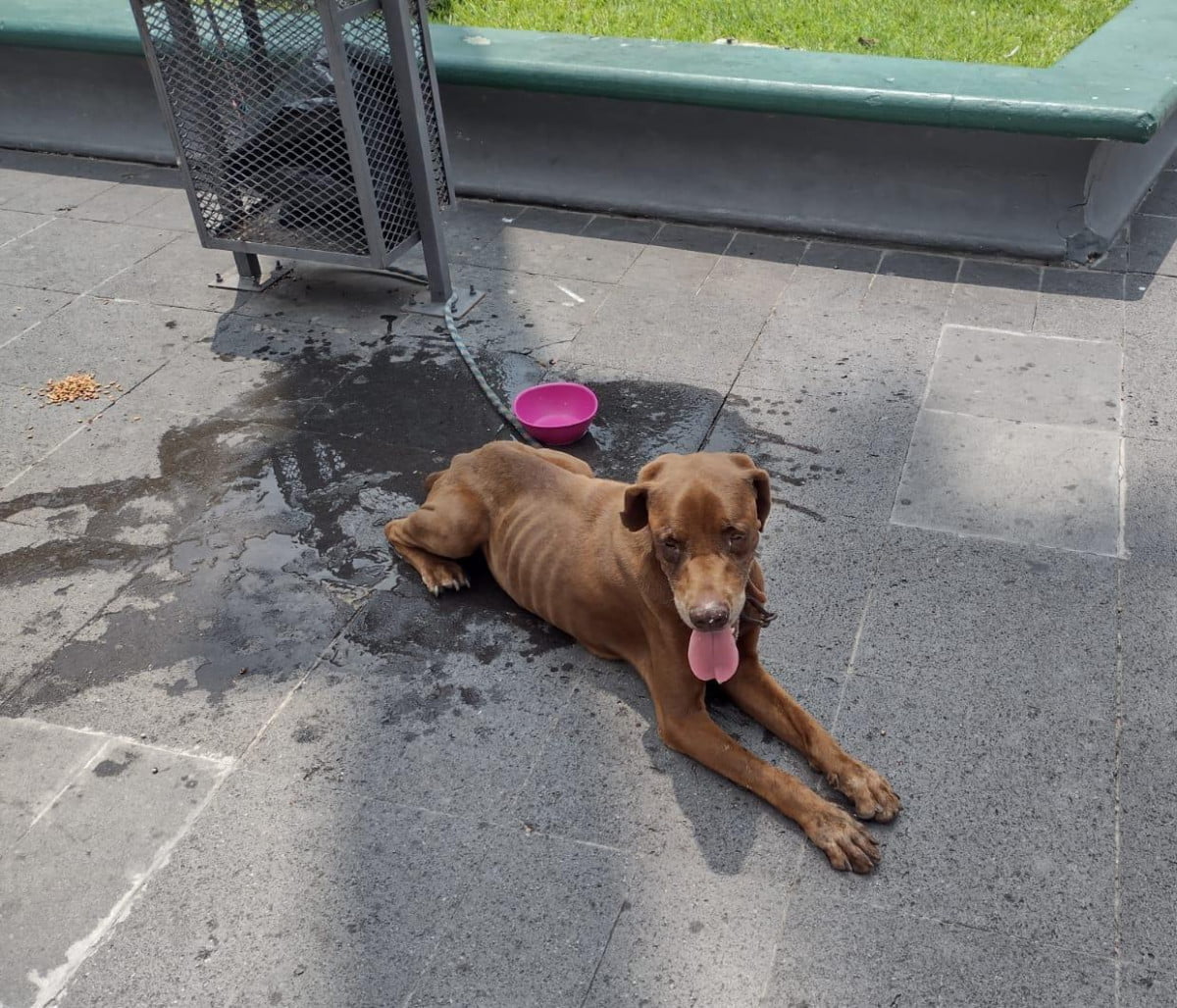 Abandonan perrito en plena plaza de Armas; el animalito está desnutrido