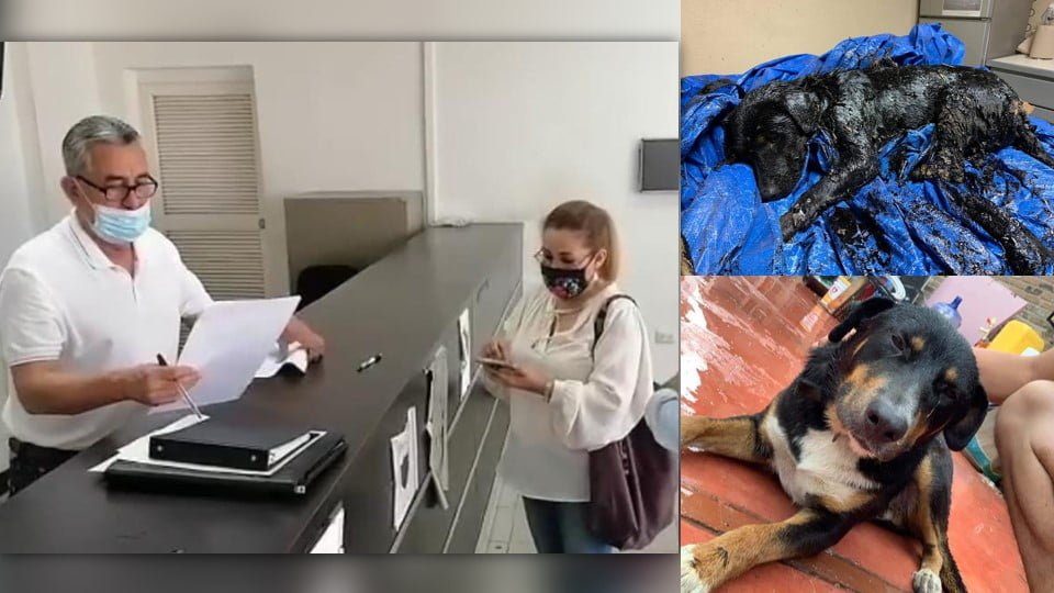 Dueña de perrita lanzada a chapopote en Nuevo Laredo presenta querella