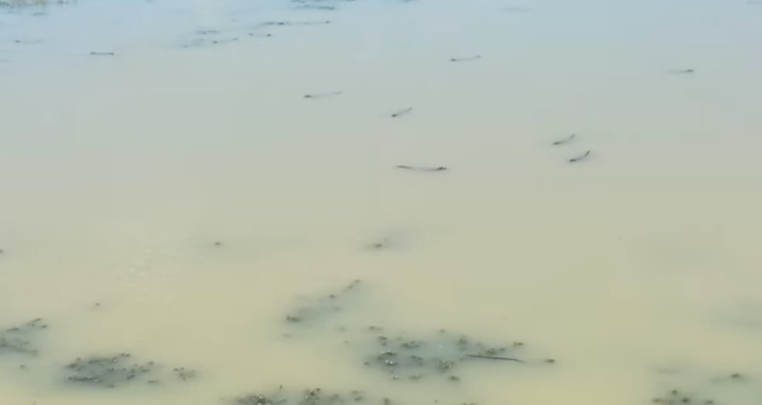 Encuentran presa en zona ejidal de Altamira llena de crías de cocodrilos; hay al menos 40