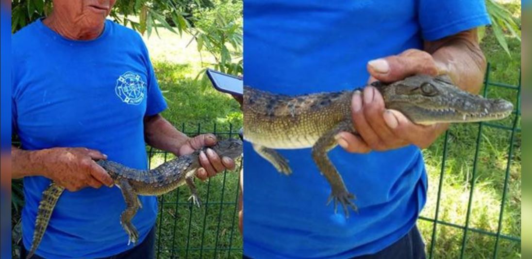 Encuentran cocodrilo dentro de alberca en Altamira