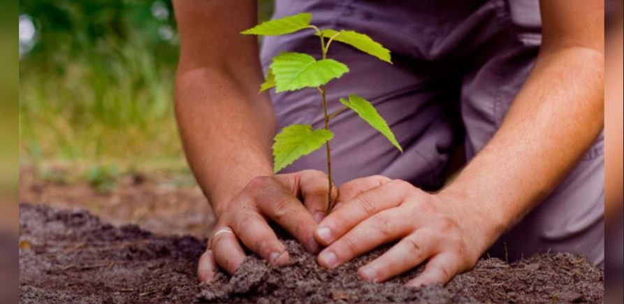 Plantar un árbol, nuevo requisito para titularse en Tamaulipas