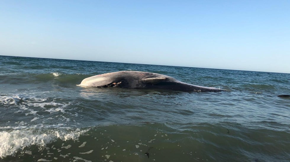 Ballena muere tras ser regresada al mar en Puerto Peñasco