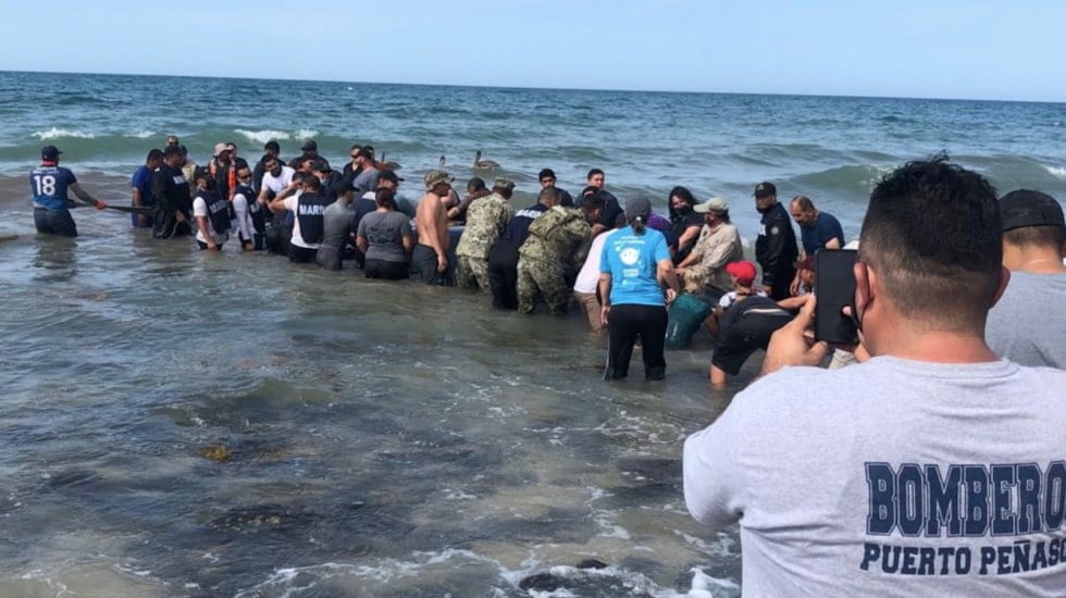 Rescatan a ballena varada en Puerto Peñasco, Sonora