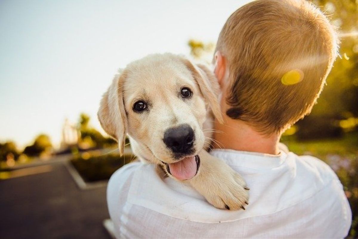 Día Mundial del Perro: origen, significado y por qué se celebra el 21 de julio