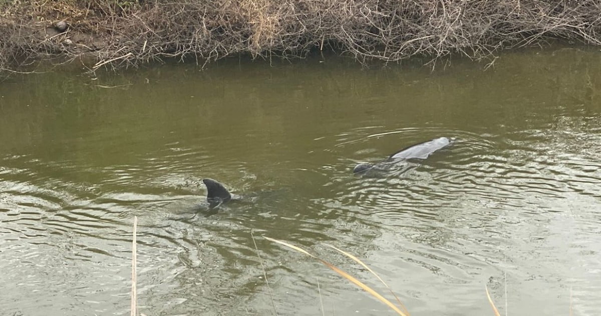 Delfines quedan atrapados en canal agrícola de Sinaloa 