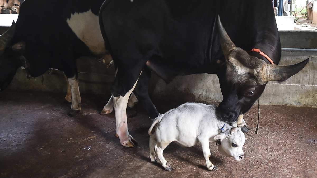 Ella es Rani la vaca mas pequeña del mundo