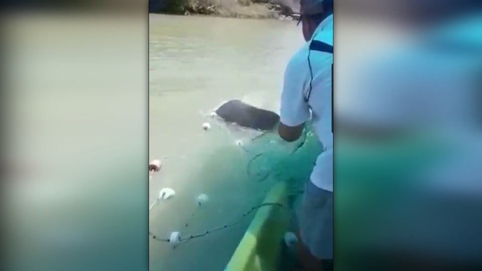 Pescadores capturan Manatí en la Pesca, Soto la Mariana
