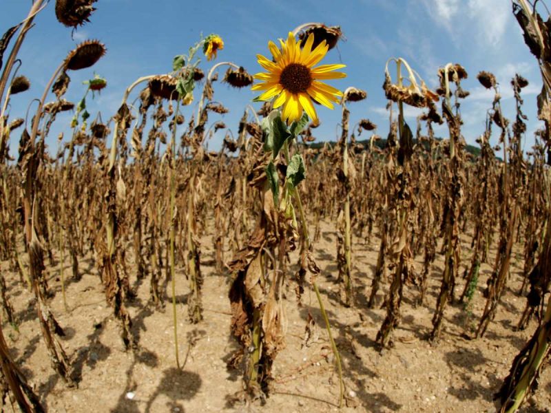 ONU informa sobre cambio climático; riesgo de desastres «sin precedentes»