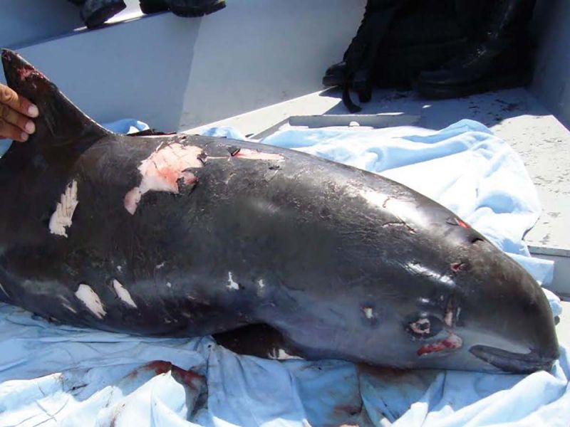 Tema preocupante en México de vaquita marina