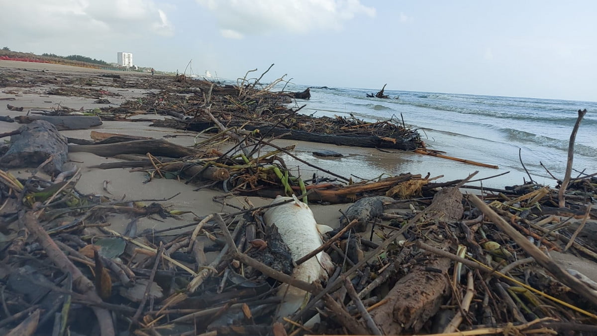 Reportan mortandad de peces en Playa Miramar