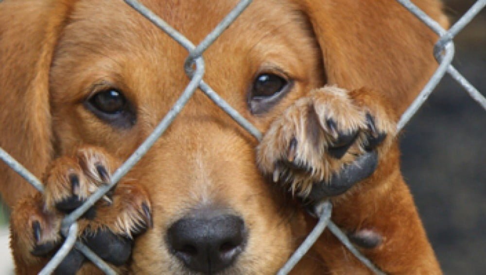 Aplican multas por maltrato animal en Reynosa pero no pagan