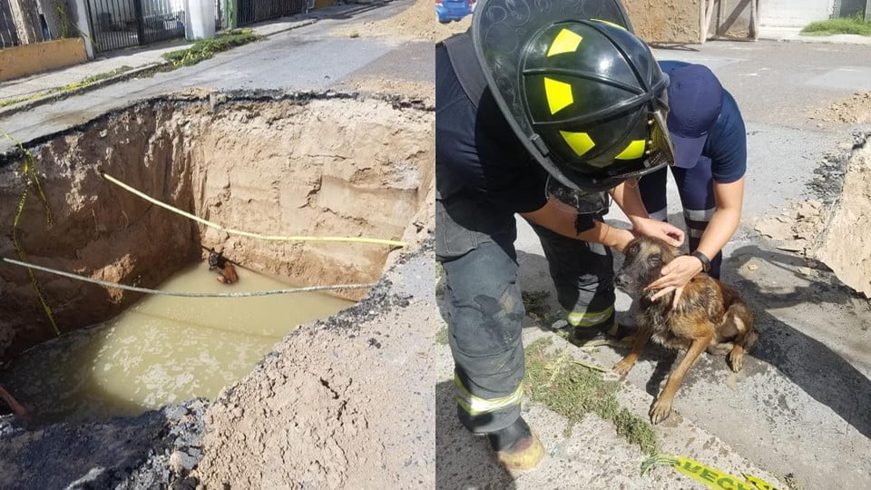 Perrito a punto de morir por caer en socavón de Nuevo Laredo