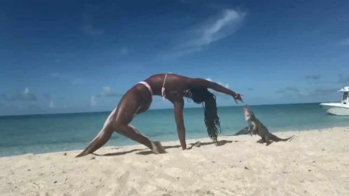 Iguana muerde a maestra de yoga
