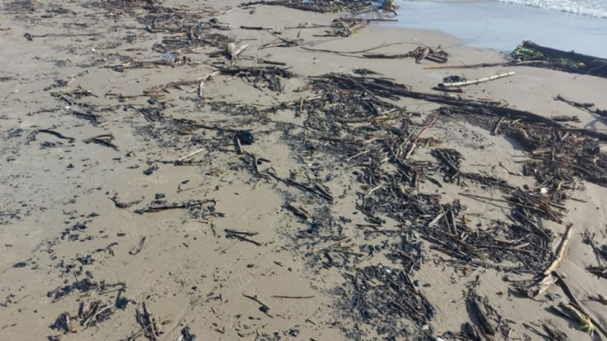 Chapopote y palizada invaden Playa Miramar