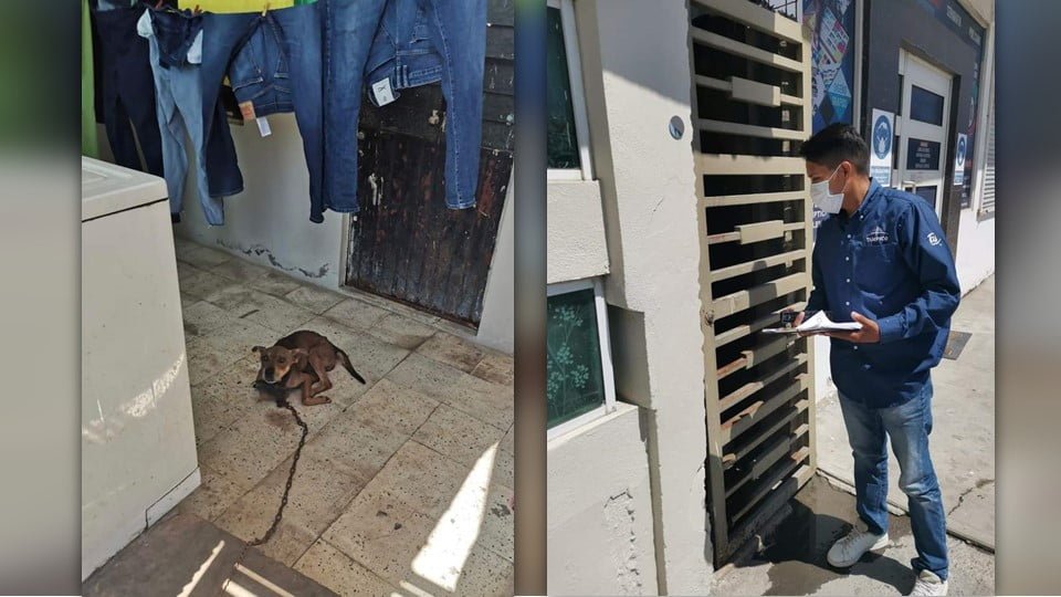 Imponen multa a particular por maltrato animal en Tampico
